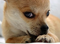 dog_licking_paws11.jpg