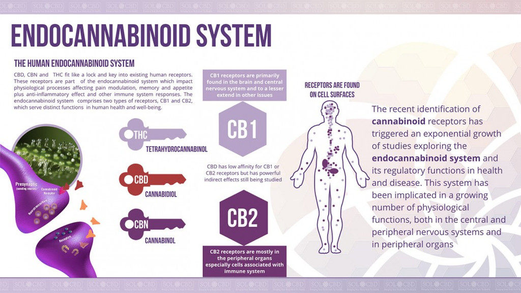 endocannabinoid-system-1030x580_1_1024x1024-1024x577.jpg