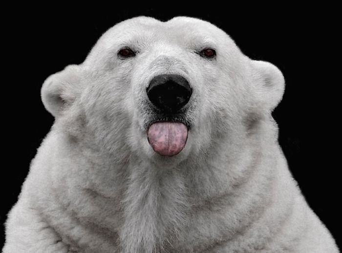 tongue-polar-bear.jpg