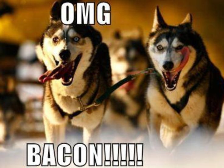 98cc83f71d5cb5e668fbaf7d6760ed1d--husky-meme-bacon.jpg