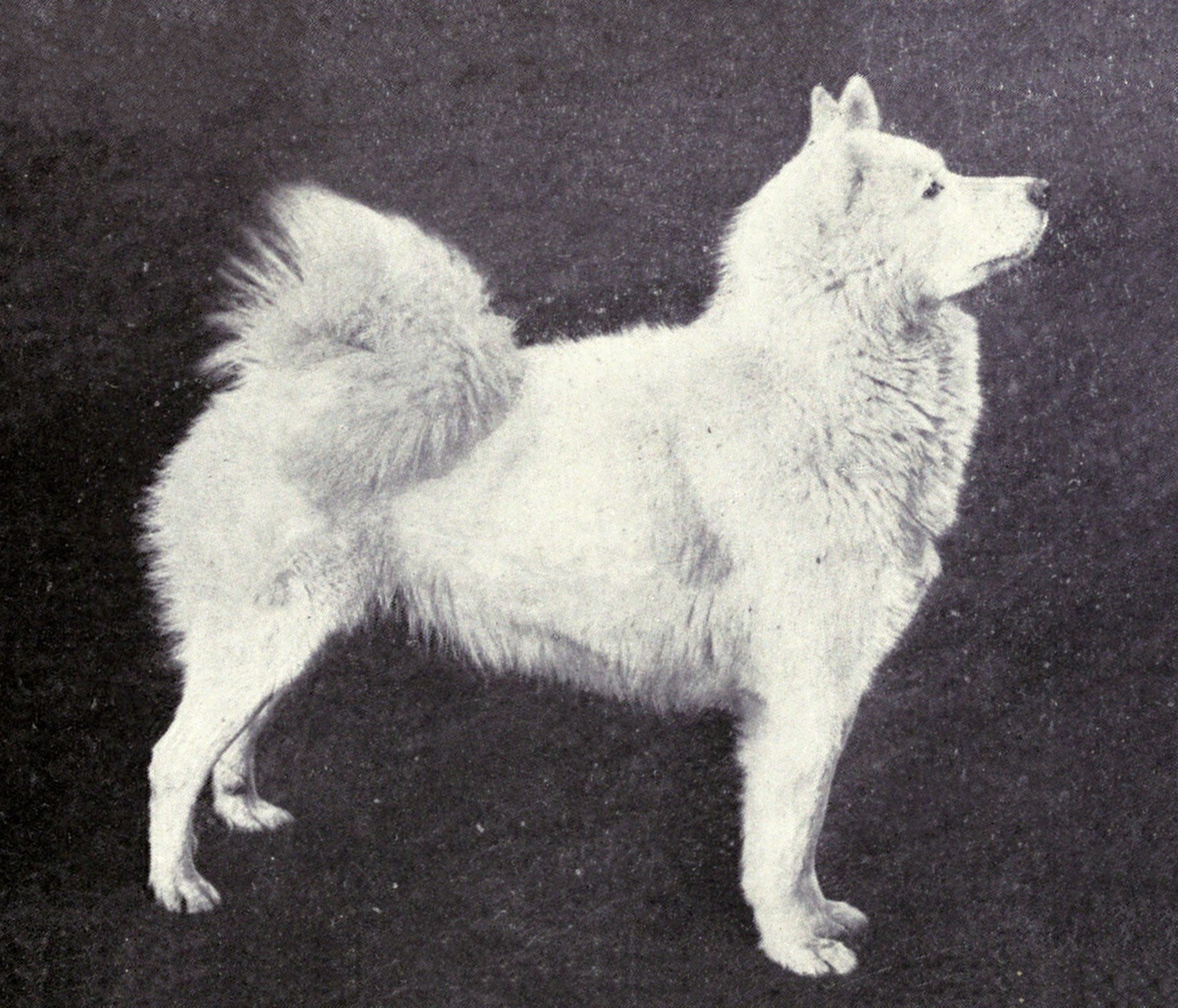 Samoyed_from_1915.JPG