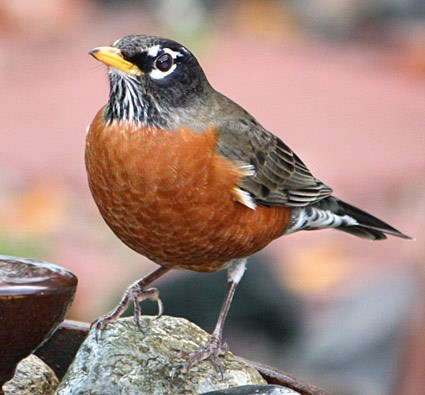 american_robin_61234.jpg