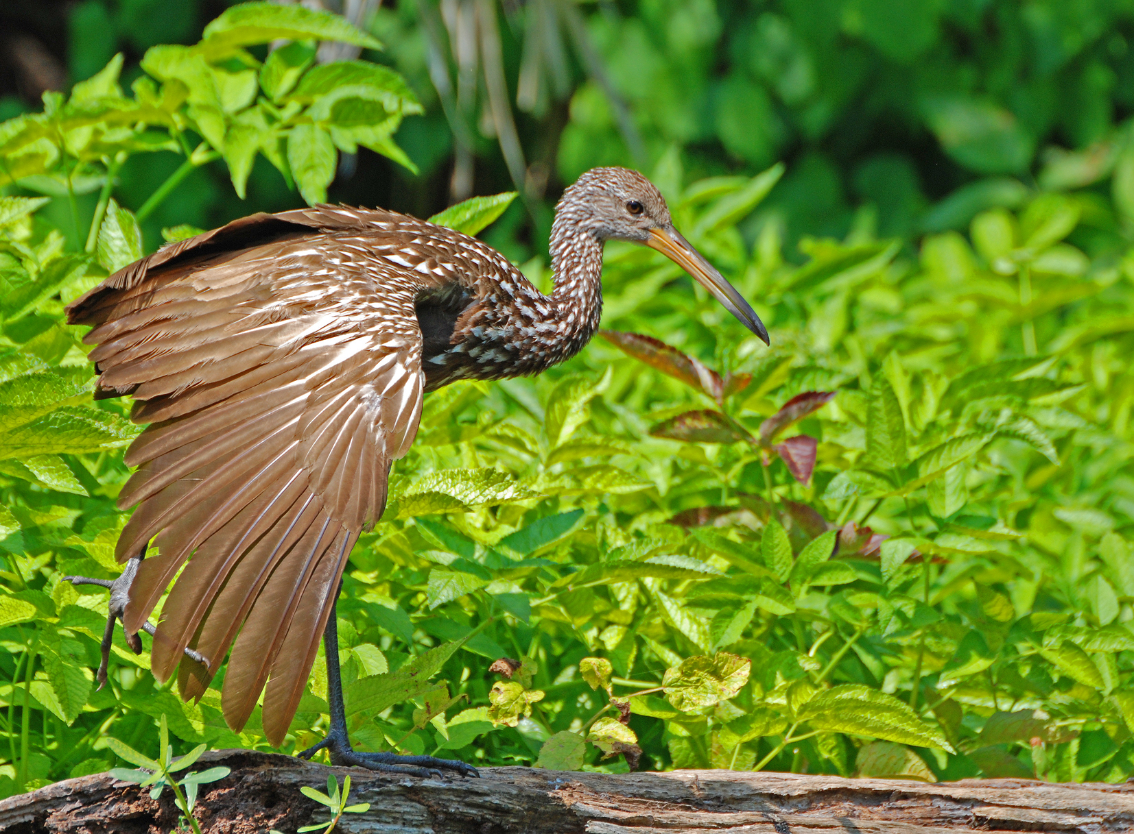 Limpkin-2.jpg