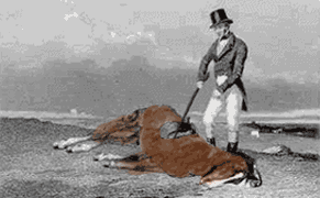 dead-horse-HOME.gif