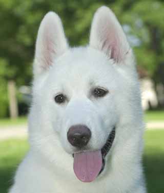 012husky.jpg