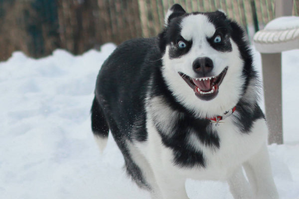 funny-husky.jpg