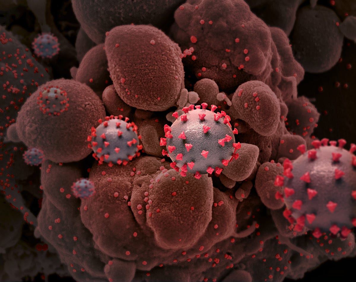 coronavirus.medium.com