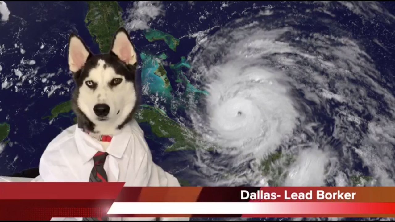 dog%20hurricane%20forecast_1567529437024.JPG_22235252_ver1.0_1280_720.jpg