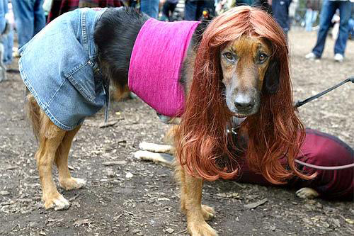 parents-say-female-dog.jpg