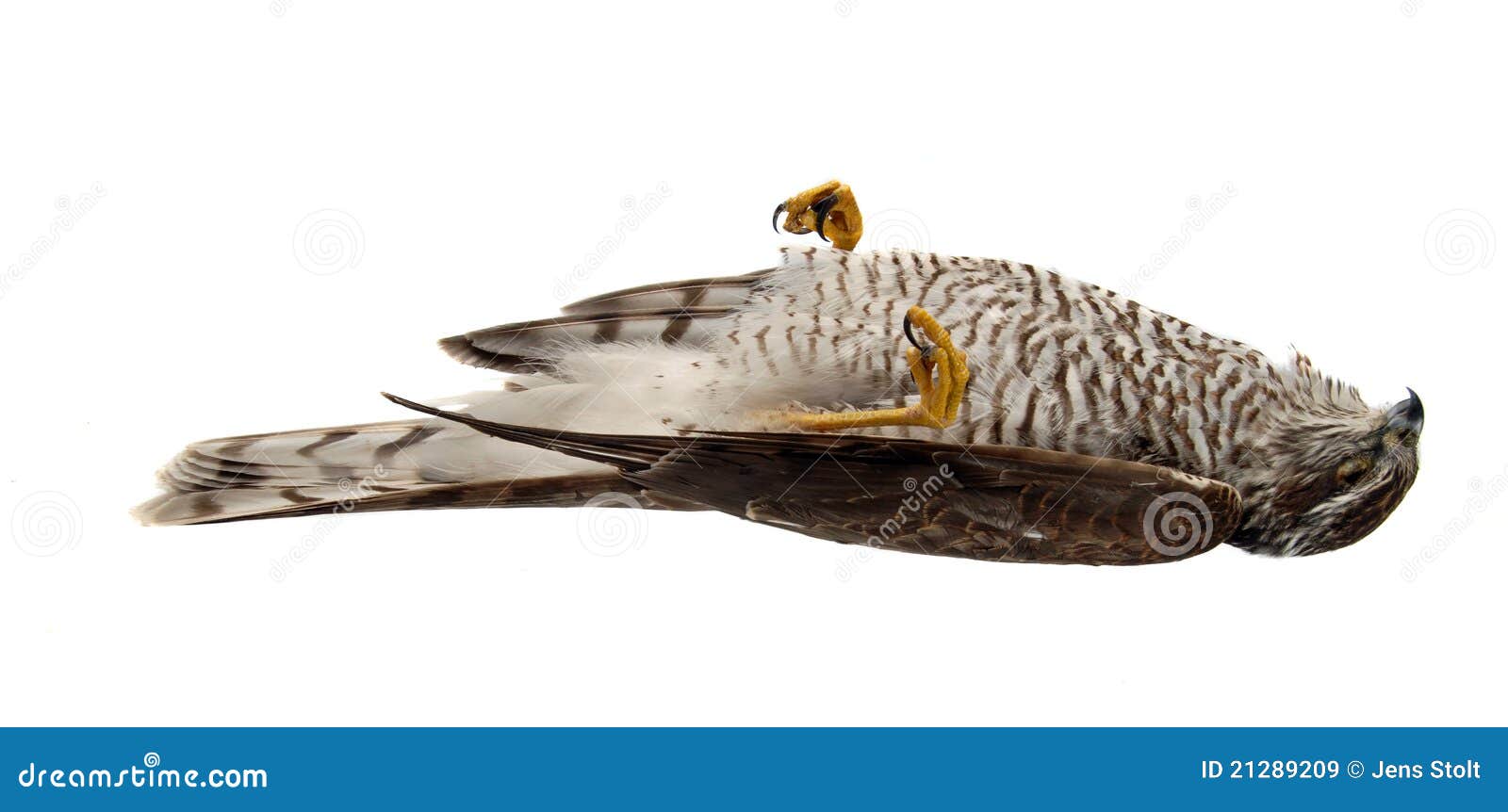 dead-sparrow-hawk-21289209.jpg