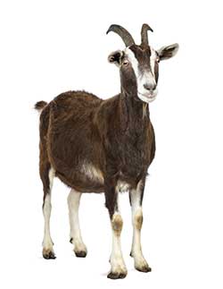 goat_127118636_250.jpg