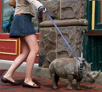 pet_rhino.jpg