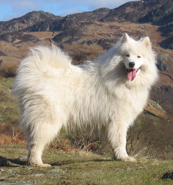 SamoyedHolly3YearsOld.JPG