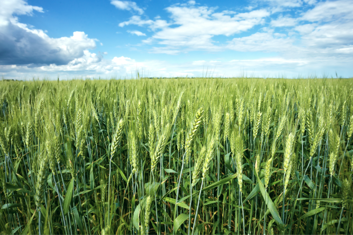 spring-wheat_photo-cred-adobe-stock_E1.jpg