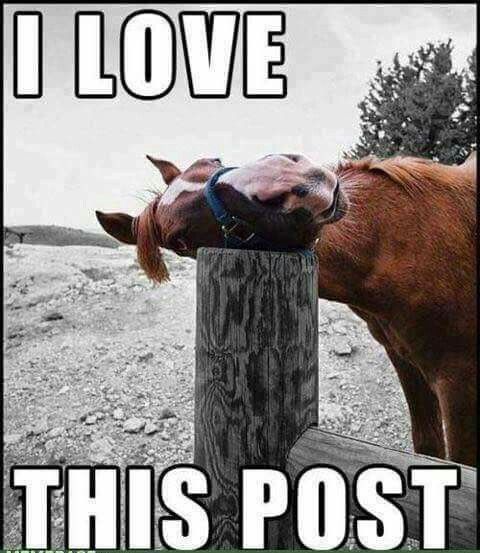 cfa50c3eff10c6875cd5aaaedede3849--horse-stuff-funny-horses.jpg