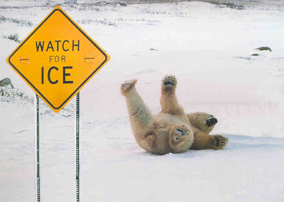 ice+bear+fall.jpg