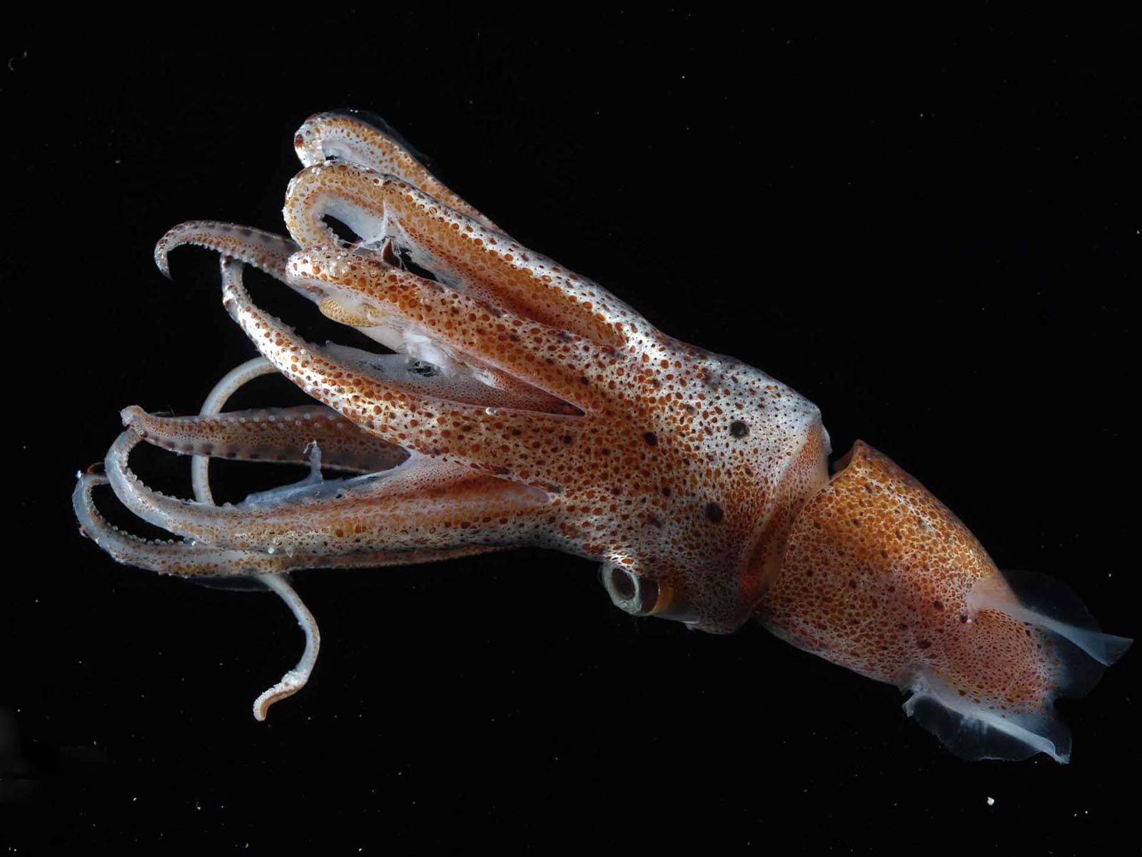 squid-wallpaper-4.jpg