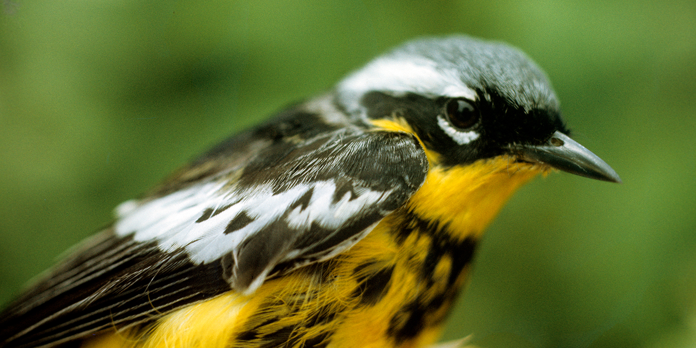 magnolia-warbler-01.jpg