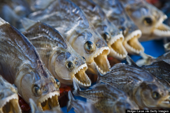 o-PIRANHAS-570.jpg