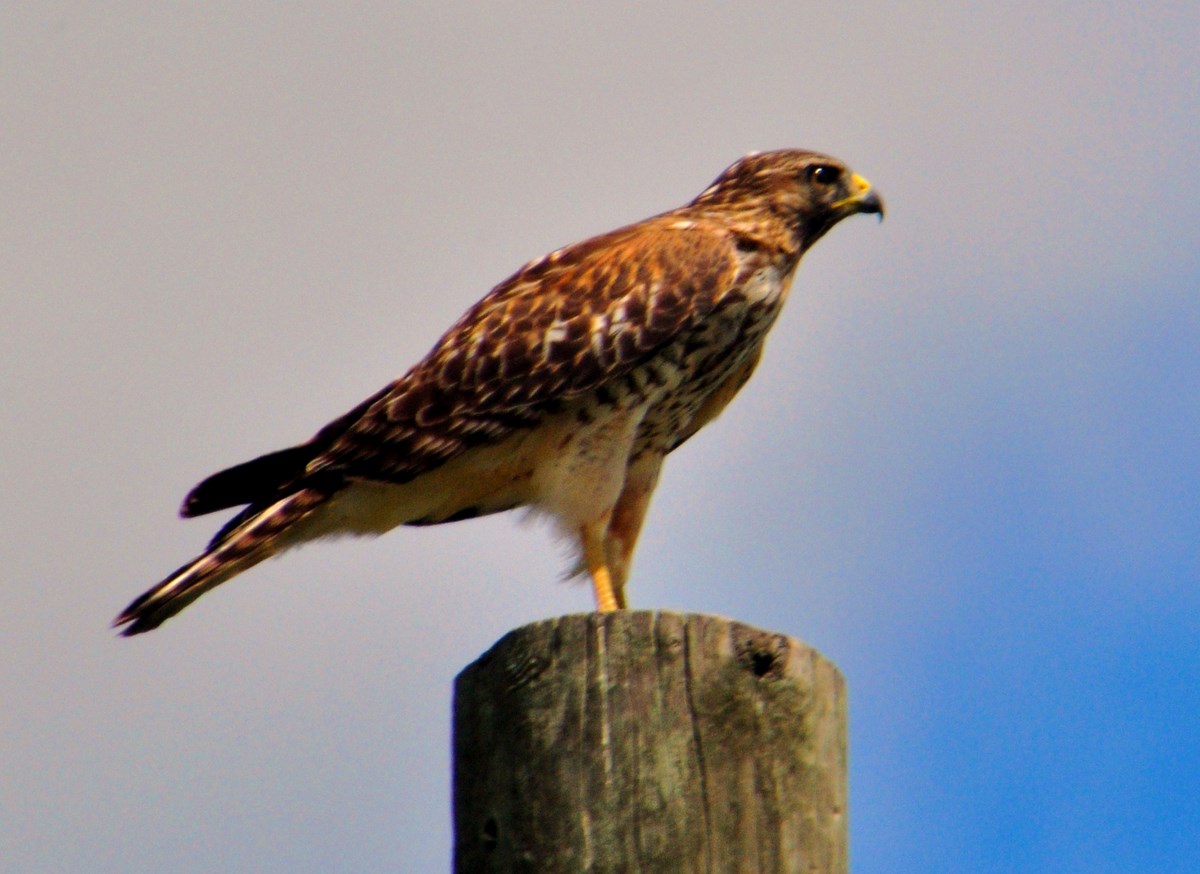 Red-Tailed-Hawk.jpg
