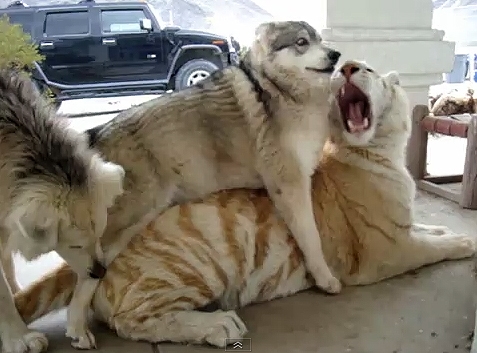a-crazy-husky-humps-a-tiger.jpg