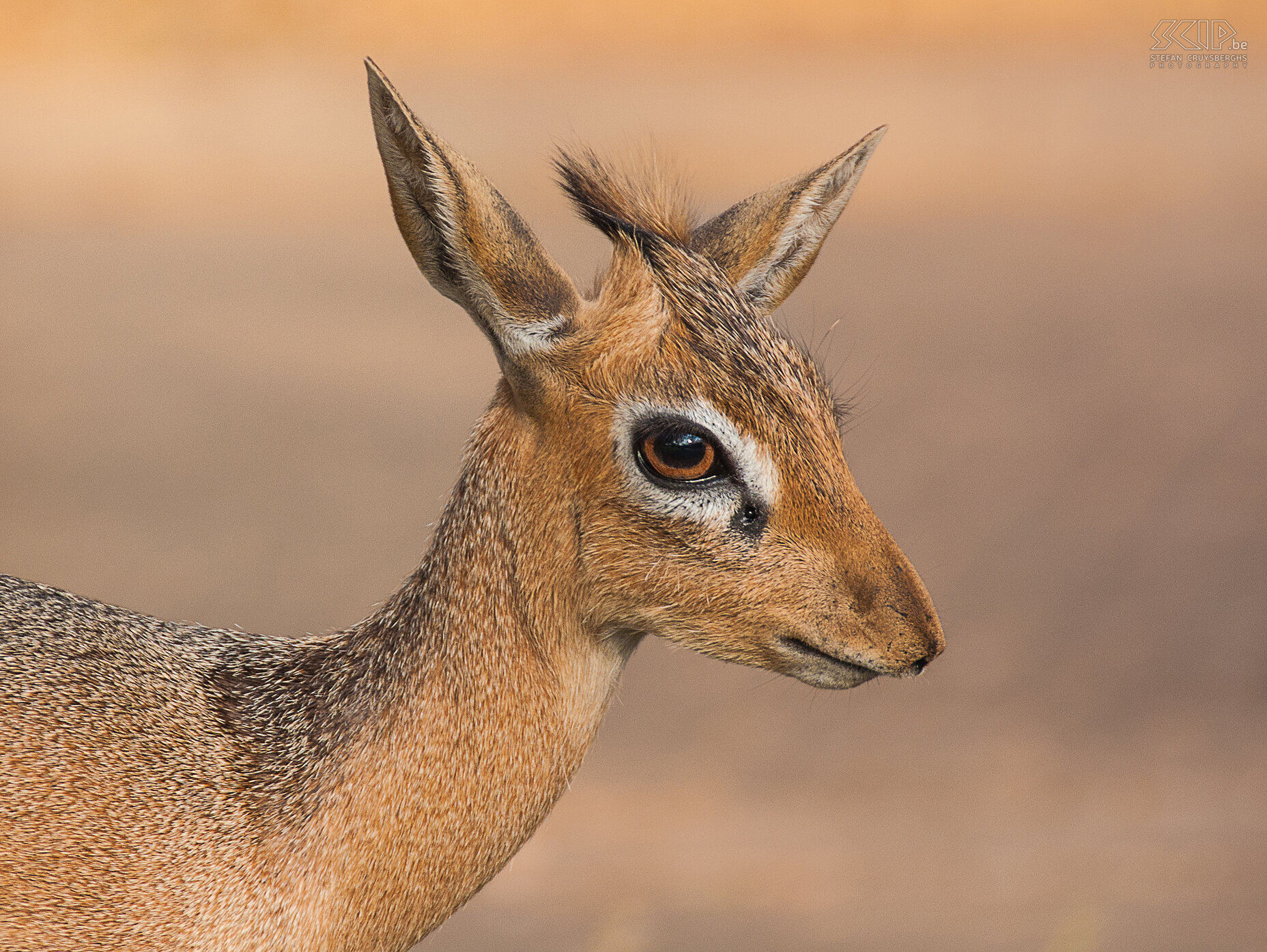 0209%20-%20Namibie%20-%20Waterberg%20-%20Damara%20dik-dik.jpg