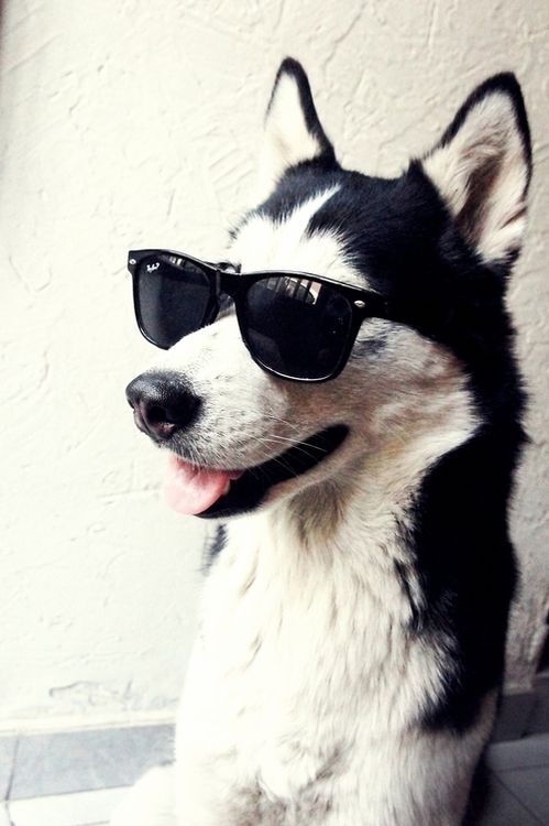 husky-in-sunglasses.jpg