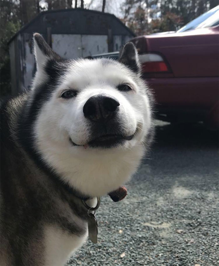 cute-huskies-56-5aabc10b3847f__700.jpg