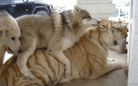 tumblr_lkcdqmqkSy1qadf9mo1_500.gif
