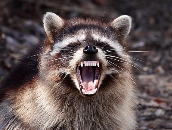 mad-raccoon.jpg