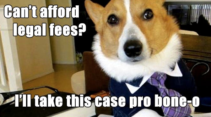 lawyer-corgi.jpg