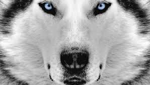 uconnterritory.freeforums.net