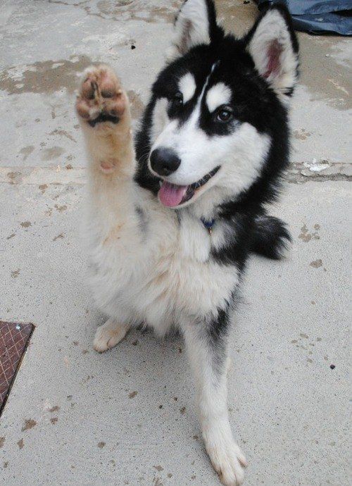 b8bddfd0a8331beee9730e1cf4797d30--high-five-husky-dog.jpg