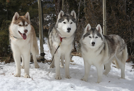 siberian_husky.jpg