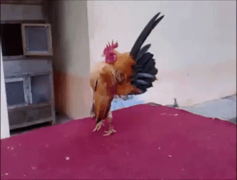 rooster-chicken.gif