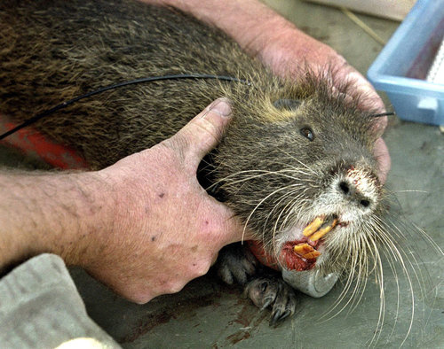 nutria.jpg
