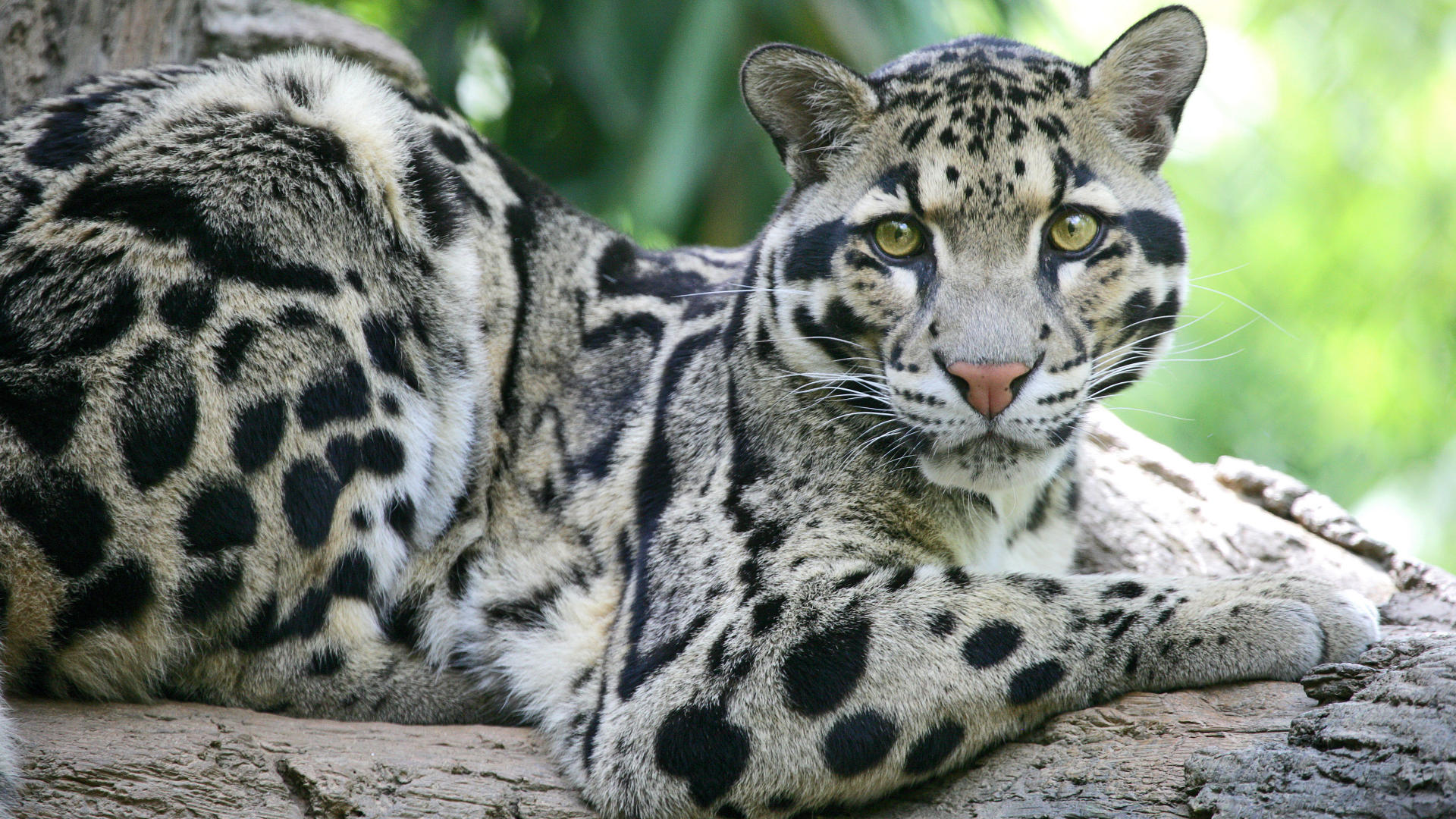 Clouded-Leopard.jpg