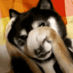 Dog-Hiding-His-Face.gif