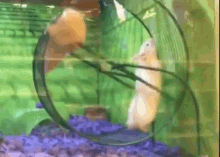 Hold On Animals GIF - Hold On Animals Ouch GIFs