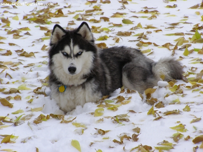 Siberian%20Husky-4%20yo-White%20and%20Black-1201708095.jpg