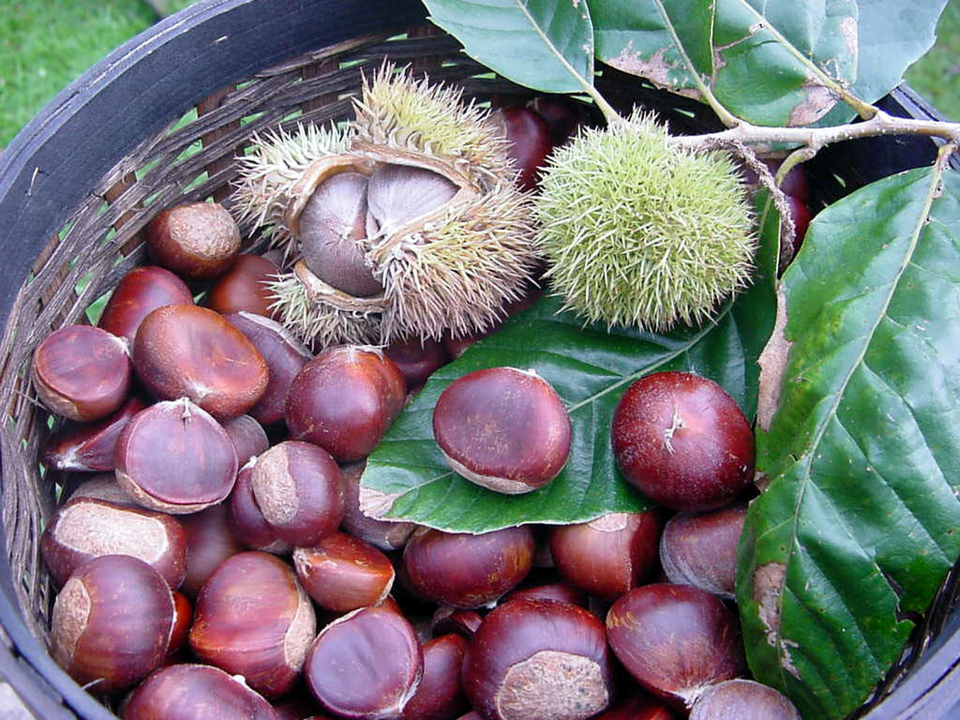 chestnut01.jpg