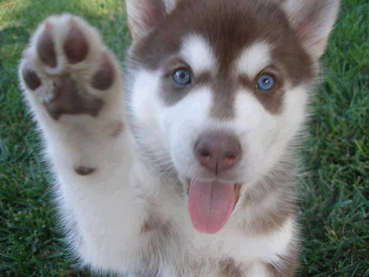 husky-cute-puppy-paws.jpg