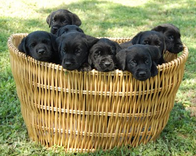 ginger-litter.jpg