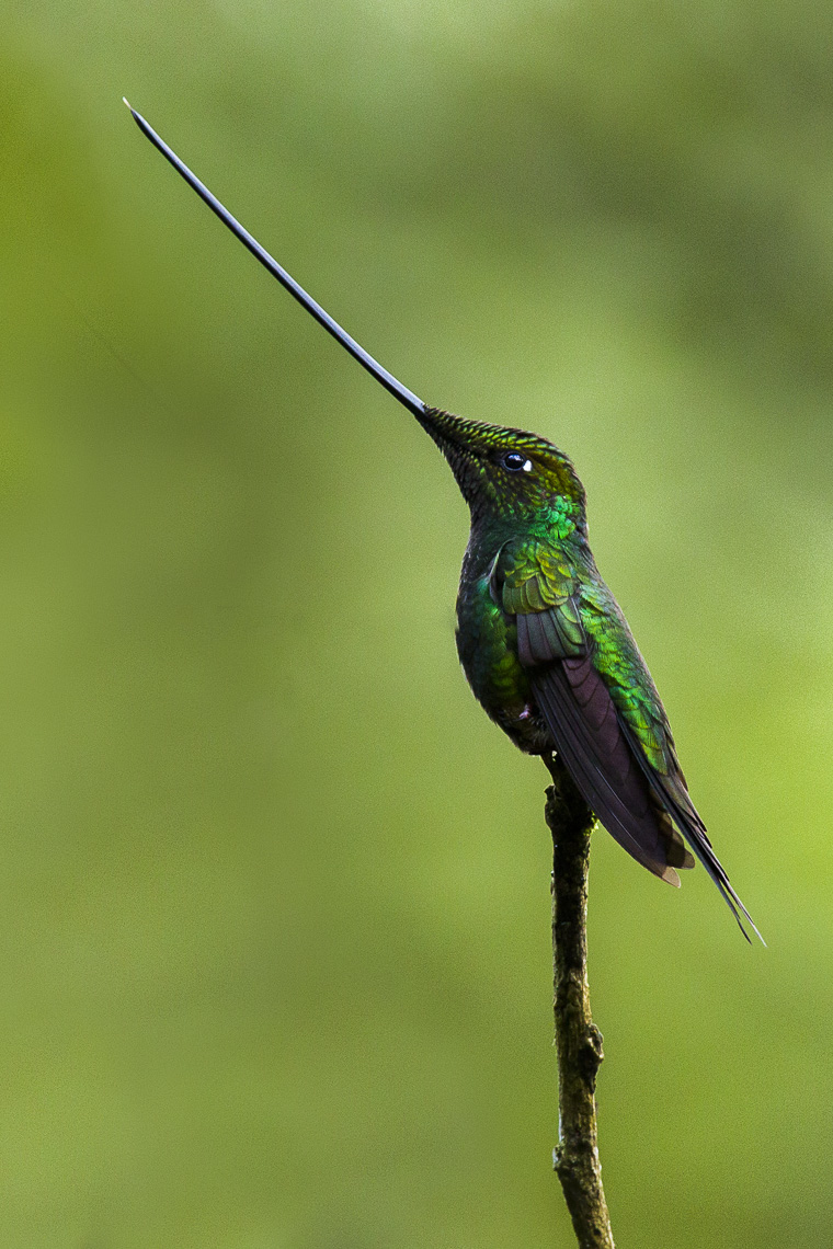 Sword-billed_Hummingbird_-_Ecuador_S4E4619.jpg