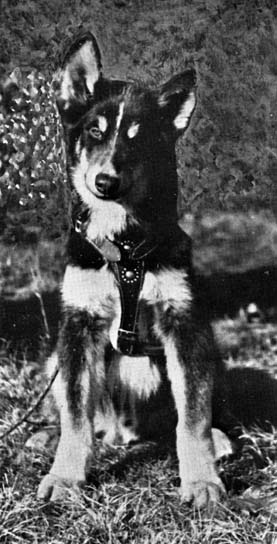 01husky.jpg