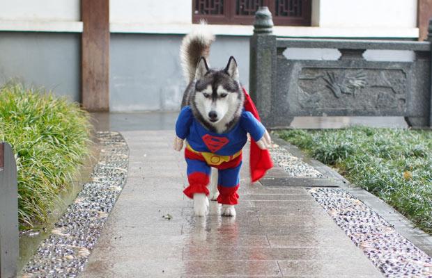 husky-superman_1587867i.jpg