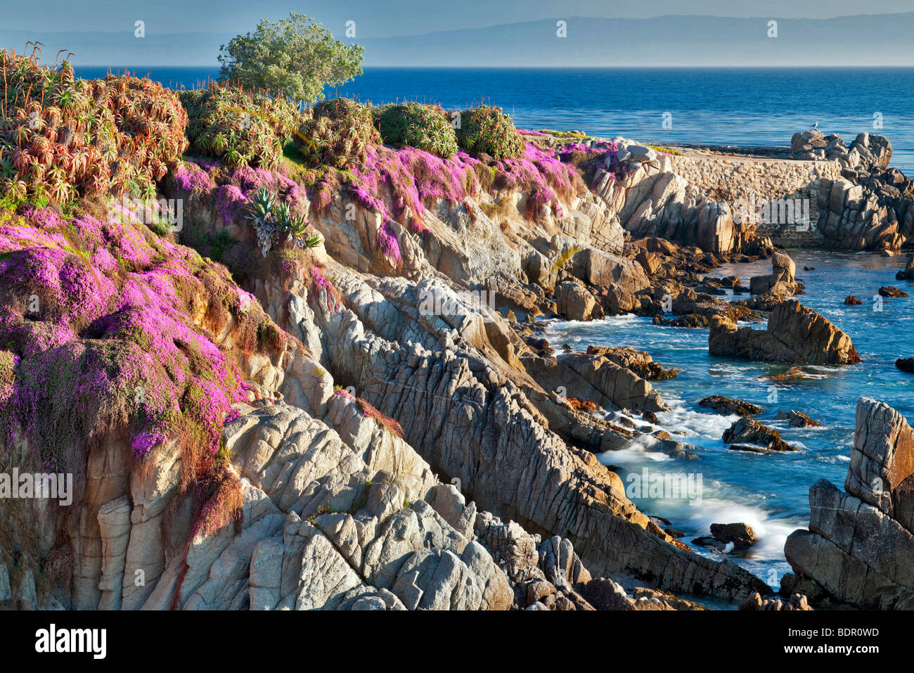 purple-ice-plant-blossoms-and-ocean-pacific-grove-california-BDR0WD.jpg