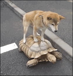 Dog-rides-turtle.gif