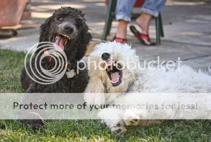 laughing-dogs.jpg