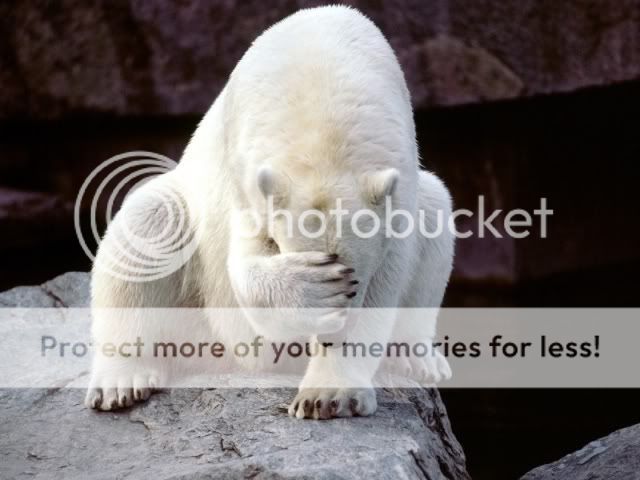 polar-bear-face-palm.jpg